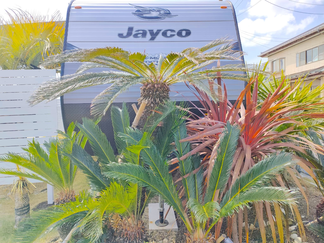 �O�ɂ̓\�e�c�̖؂���