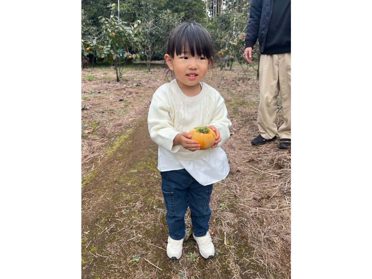 ♪秋の味覚!ワクワク実りの柿狩り体験~ご家族・お友達などおすすめです?♪(こちら...