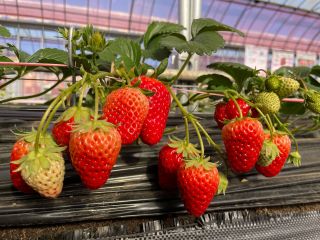 今年は最大10品種!食べ比べ♪食べ放題♪時間無制限でお楽しみいただけます!