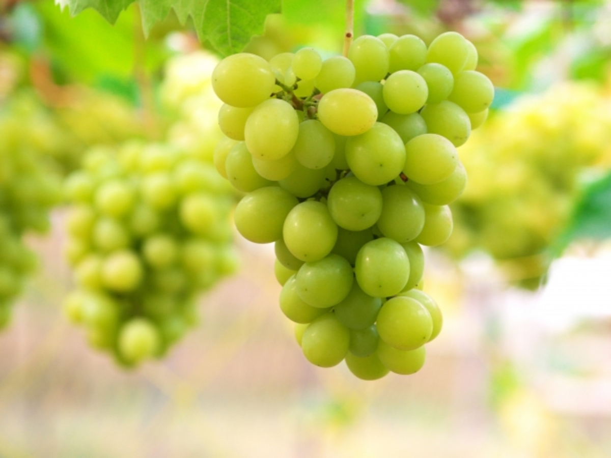 ���q�l�����l�̕��܂Ől�C�̃V���C���}�X�J�b�g���͔|���I