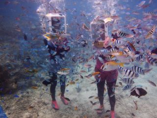 たくさんのお魚に餌付け