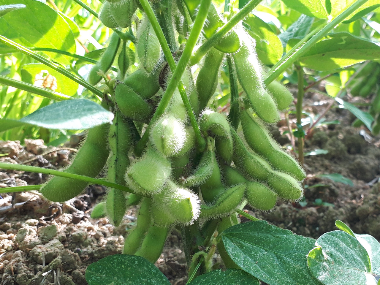 【佐渡:枝豆収穫】枝豆の収穫から試食まで!佐渡の素晴らしい景色を眺めながら、1日...