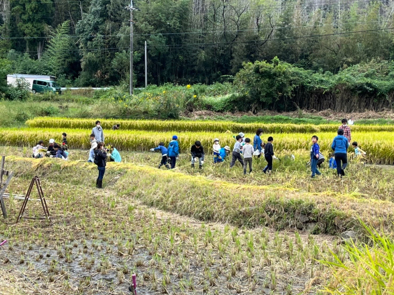 稲刈り体験の様子。鎌で稲刈りして稲を縛ってはざがけくいにかけて稲穂を干す作業をします。