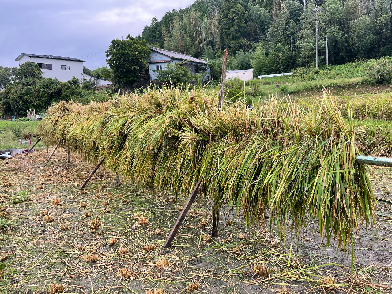 はざがけ完了の様子。稲刈り後に稲を縛って干しておくとお米が乾燥して脱穀と籾摺りが出来るようになります。