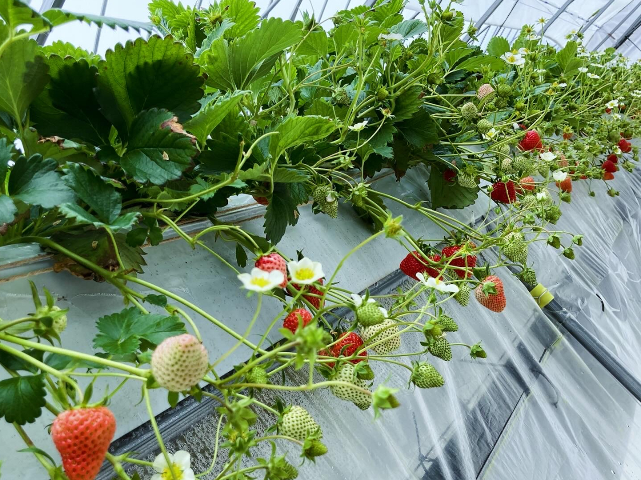栽培しているいちごは最大11種!ピンクのいちごも栽培しております♪