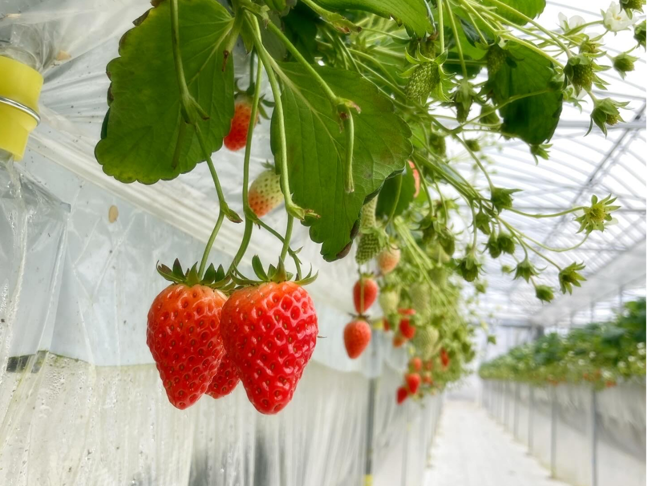 栽培しているいちごは最大11種!ピンクのいちごも栽培しております♪
