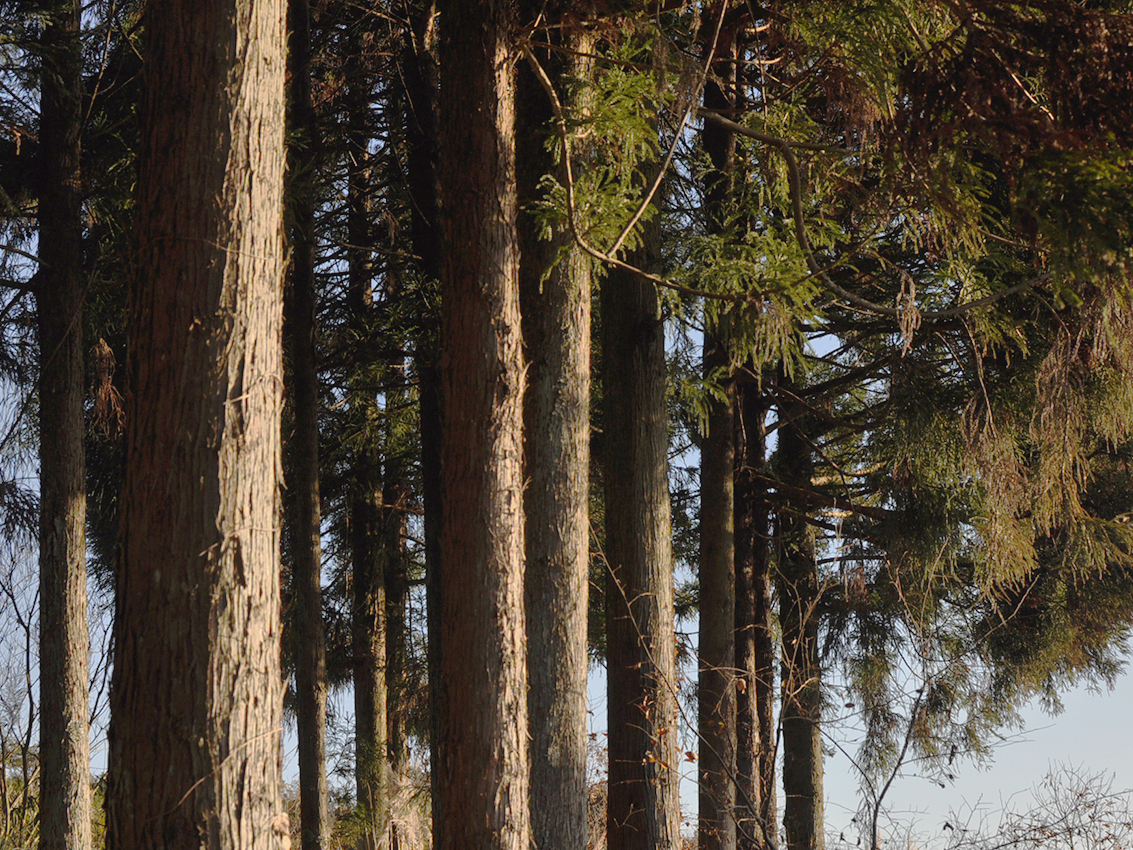 ޗ̗̐t́As̎R̉ԔŏóB_ƗщƂƂāARɓR̎Ȃ琙ʂÂĂ܂B