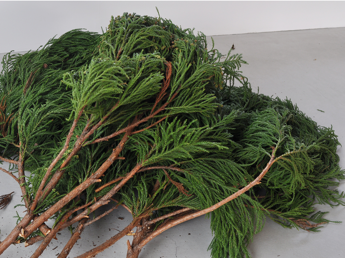 Ԕ≺́A̖؂̐l~ɍs܂BKRIɐʂÂ~ꂾBԌ̑̌ƂȂ܂B