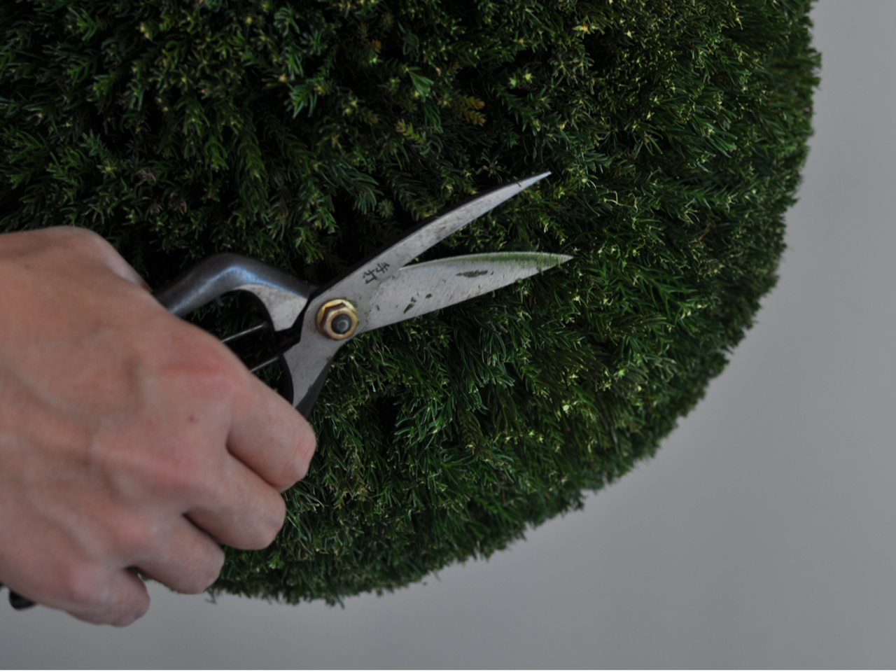 גAs̓`YƂłnioT~jgĊ荞݂܂B؂ꖡ̗ǂ̊B