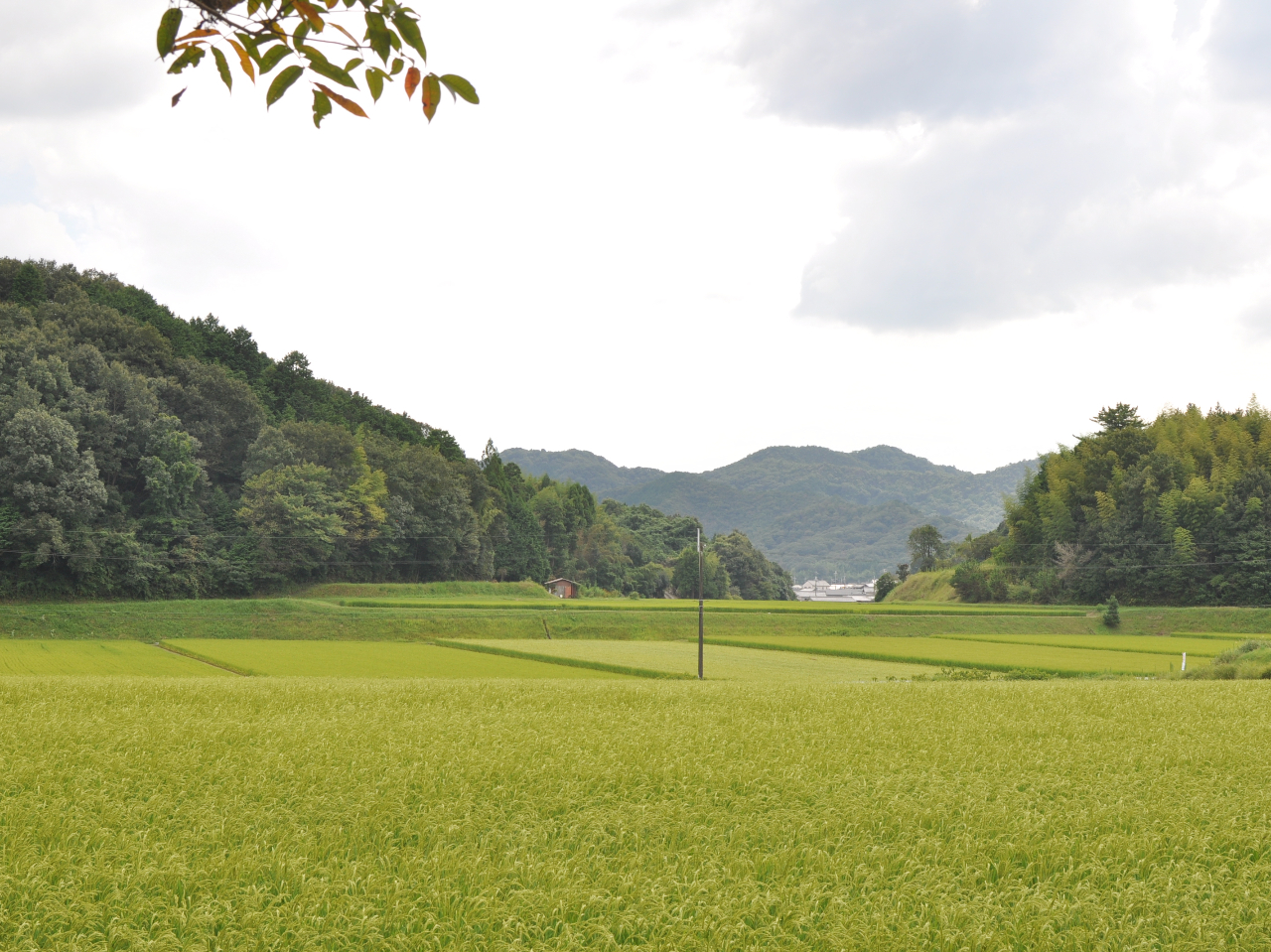 ŵ́As̔_ƗщƂłBi͓{̌ƂȂRcтƒOg哤Ă܂B