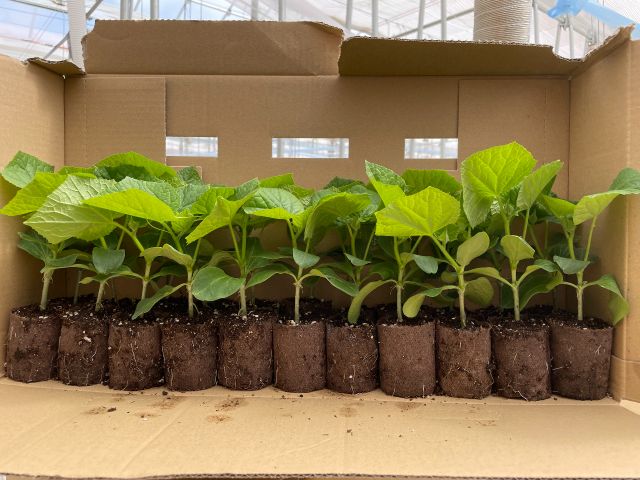 アースストレート苗は育苗ポットがいらないため、定植の手間及びゴミを大幅に削減することができます。