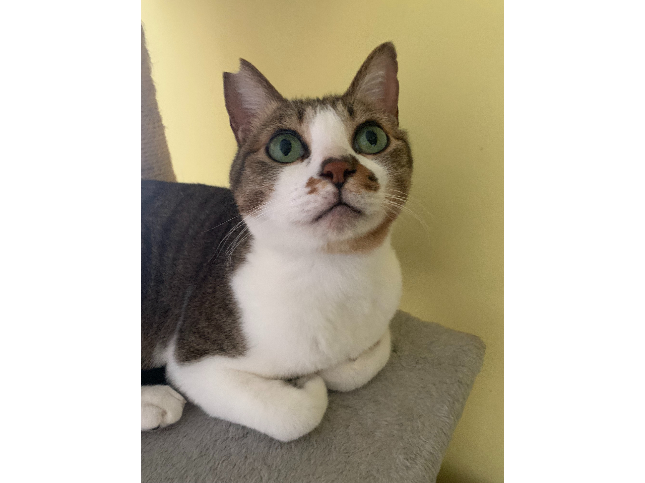 【三条市:保護猫カフェ】昼の部《じゃらん限定70分プラン!猫用おやつと物販10%...