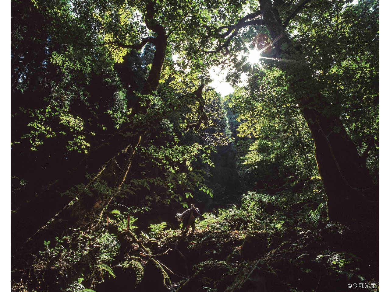 (c) Mitsuhiko Imamori