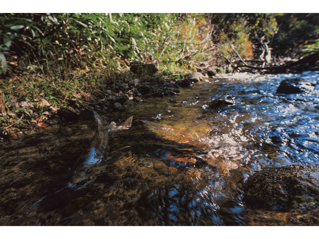 (c) Mitsuhiko Imamori