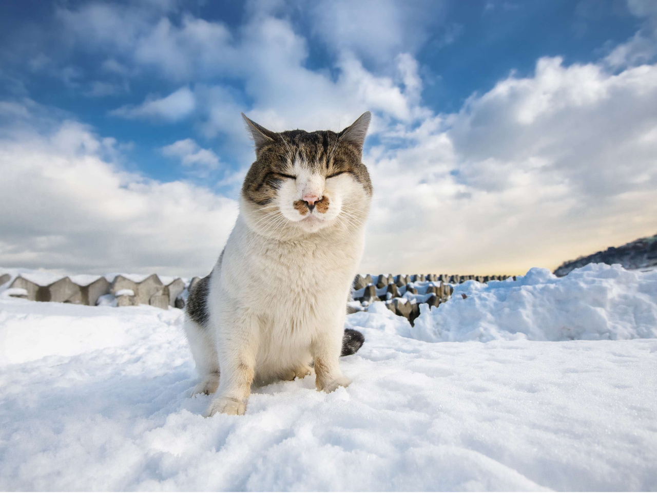 リクエスト専用 青い花 氷 猫 5個セット