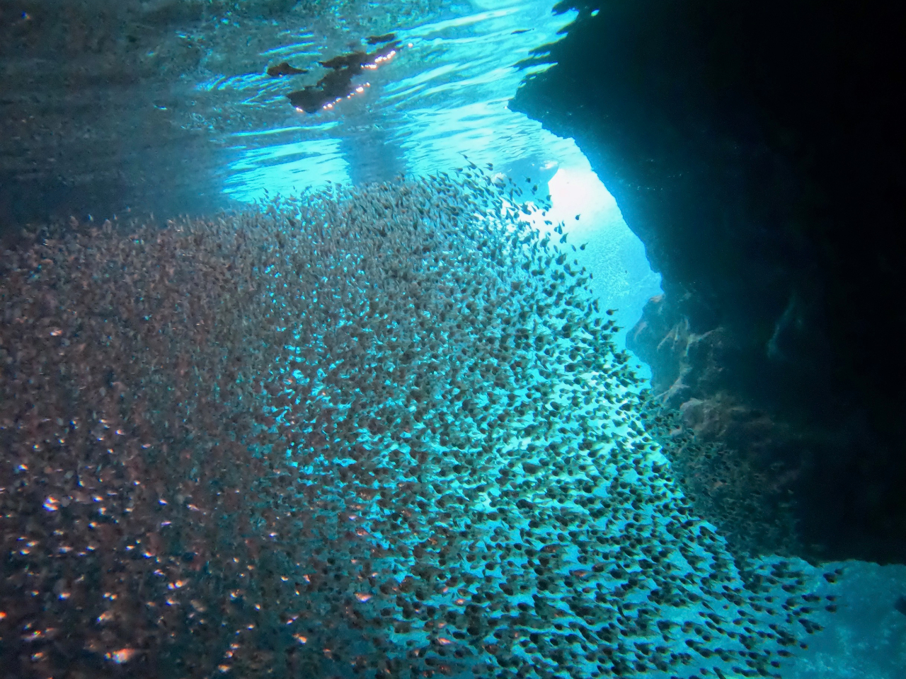 ̓A͏̌Qŕ邱ƂBȌiFώ@ł܂B