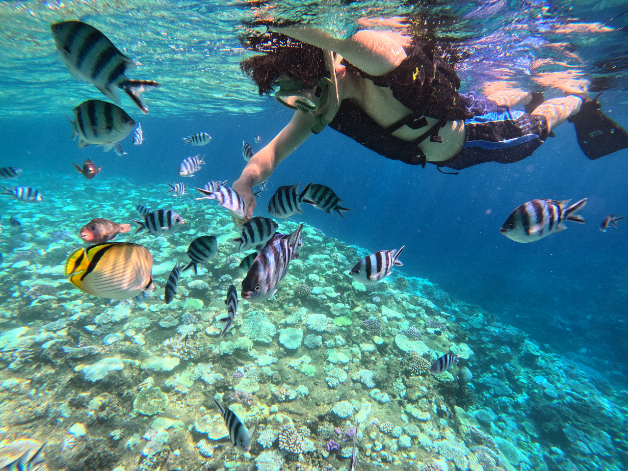 カラフルなトロピカルフィッシュも独り占め!!