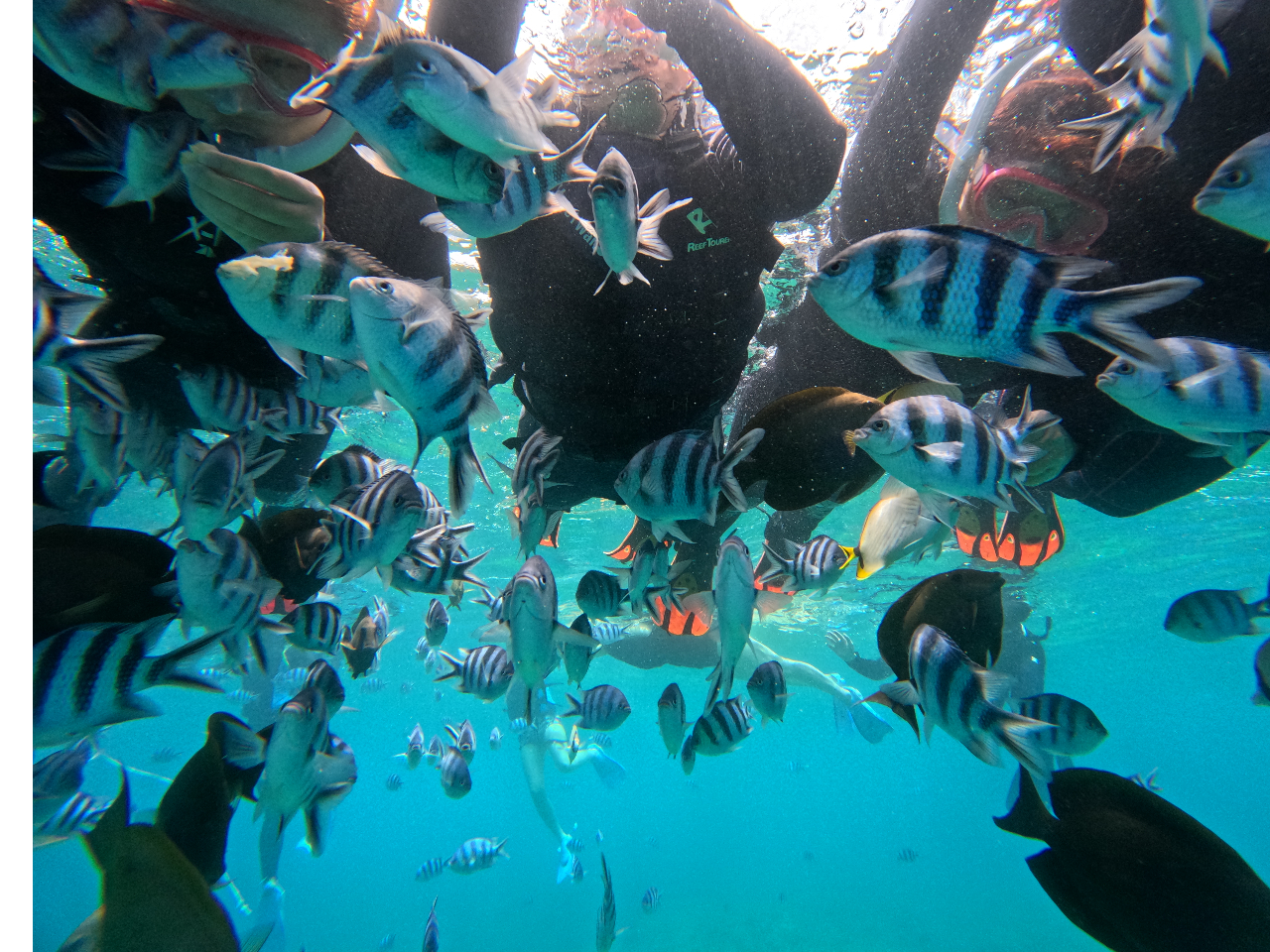 CHILLDIVE  �`���_�C�u