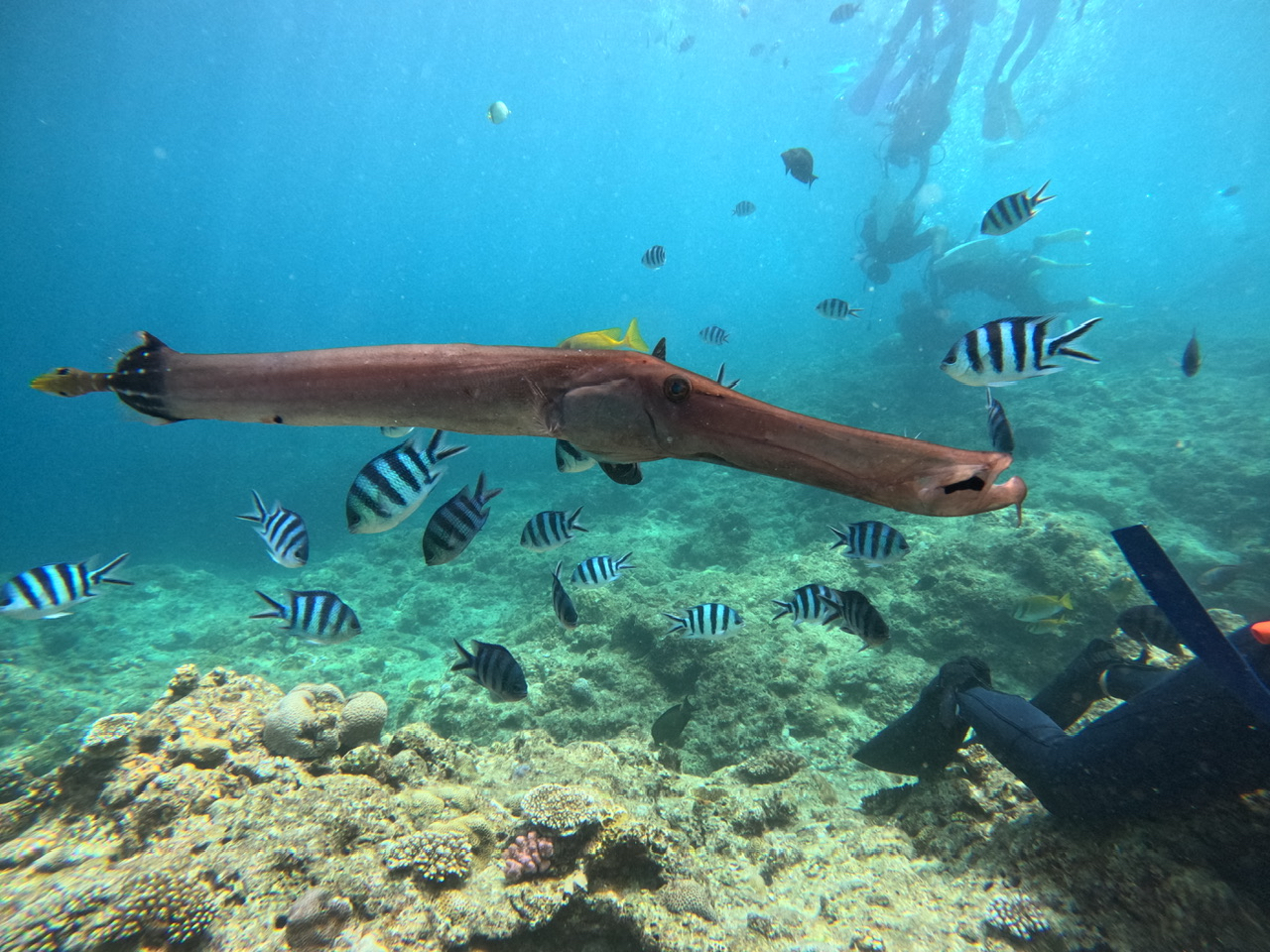 ȋ̌_CrOȂڂ̑OŊώ@ł܂B