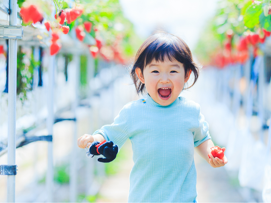 2024年新規オープン! ≪いちご狩り40分食べ放題≫ 厳選品種の食べ比べ♪ 新...