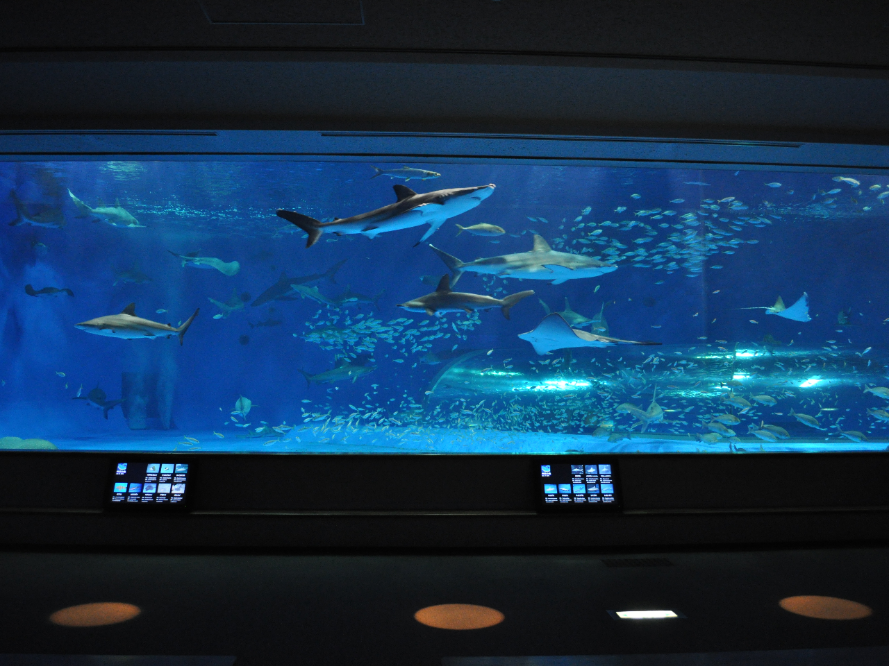 �_�b�̊C�����i�T���吅���j