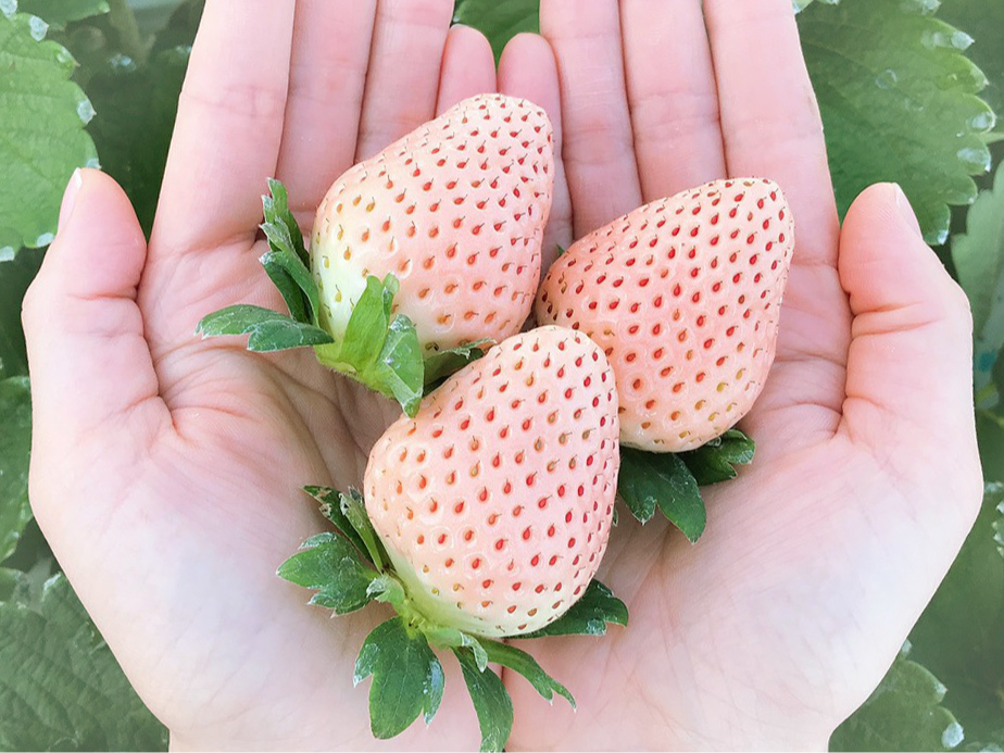 5月7日～閉園まで>【いちご狩り＊50分】☆2種類の白いちご「淡雪