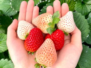 いろんないちごを食べ比べ!