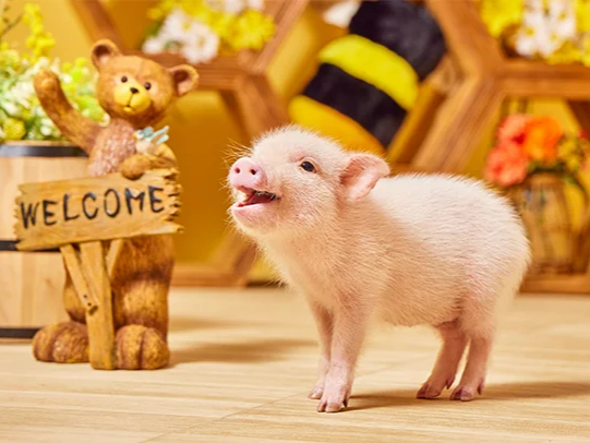 mipig cafe �C�I�����[���L���{���X�̎ʐ^2