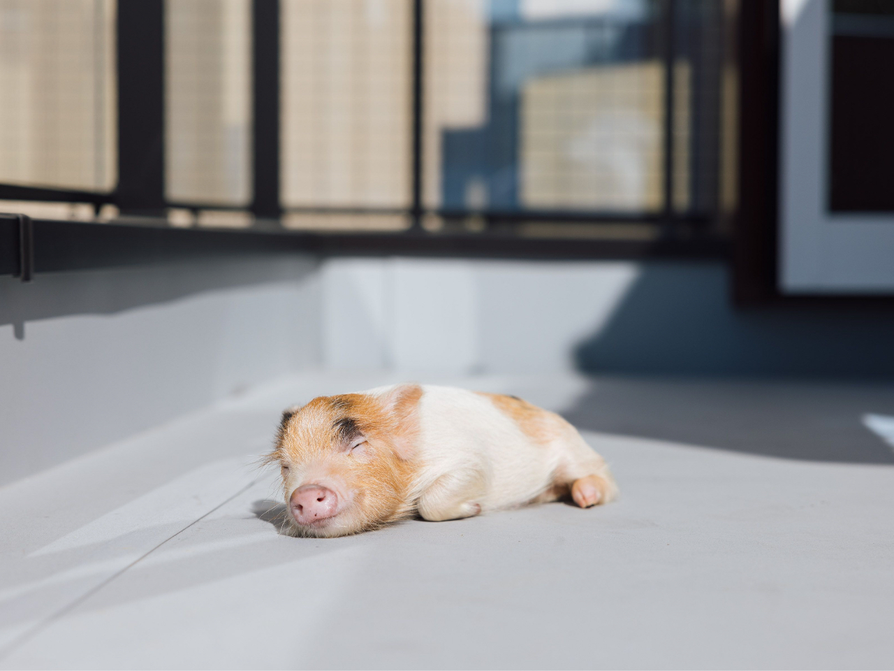 VCǂΉGApigƈꏏɓڂł܂B