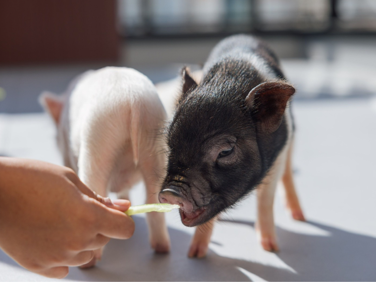 ふれあい個室プラン30分】【横浜で記念日】マイクロピッグと触れ合おう