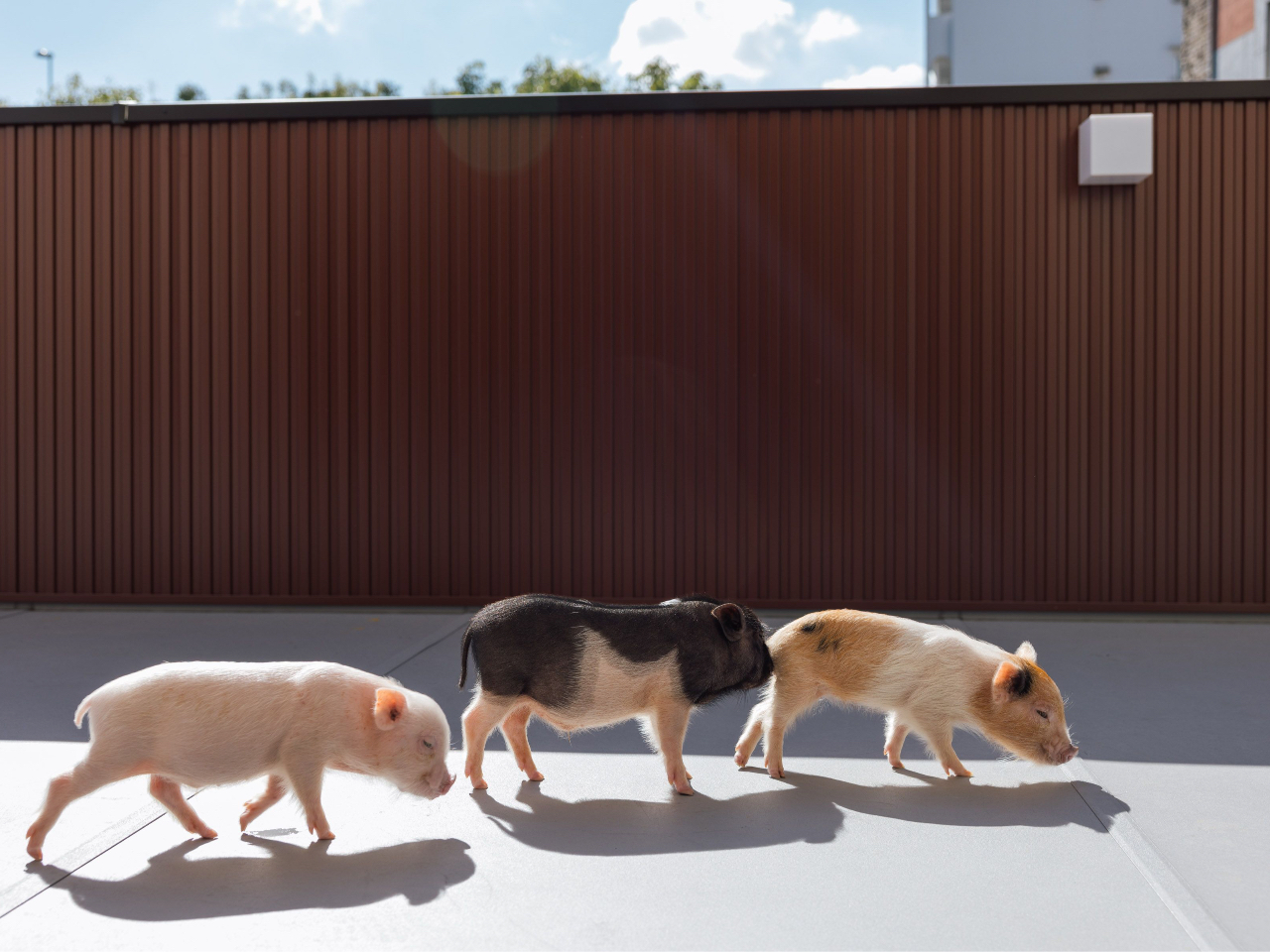 GA̓u^񂪒Q⑖肵Ăp݂邩I