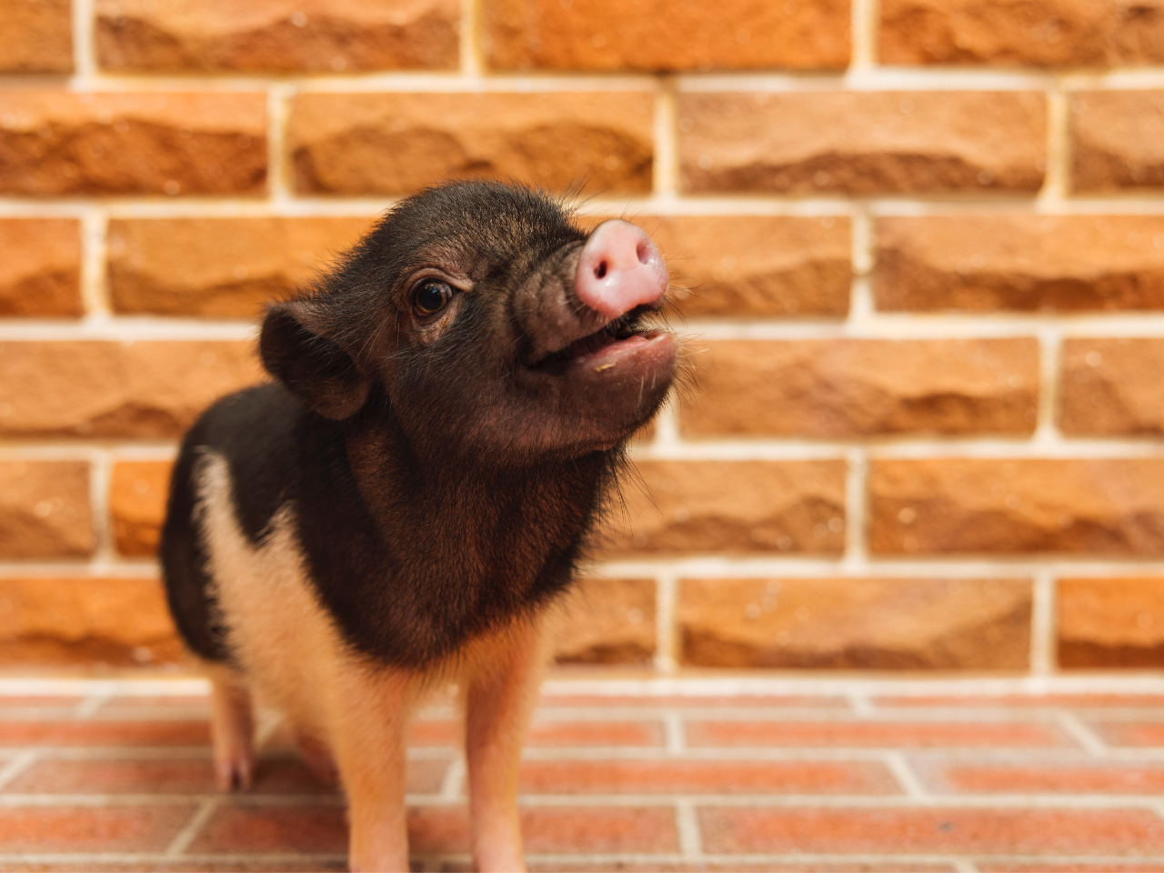 bOC̎qu^C[WX͖{̃KōĂ܂B܂œb̐Eł!!