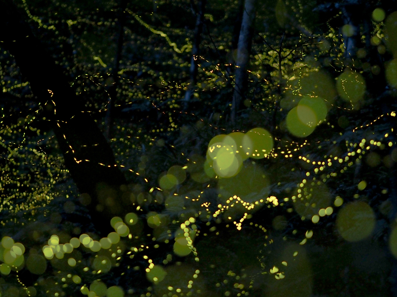 zIȃz^̌PXB{Ó̔îЂƂB 