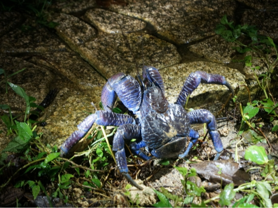 VKjoI{Ó̖ɏoʂȐB 