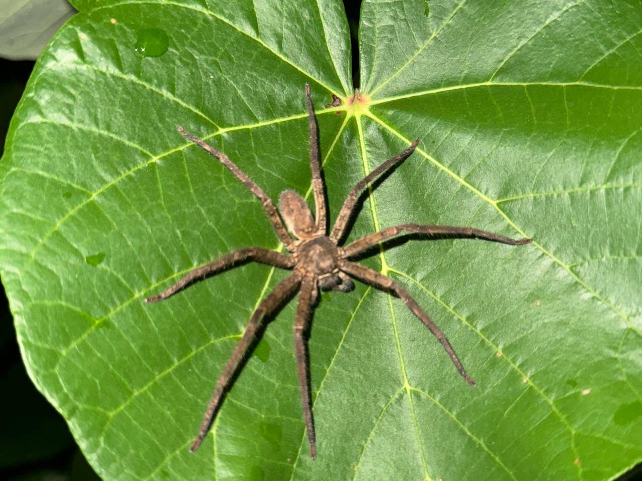 傫Ȓw偂WOő҂AChȖ̒TB 