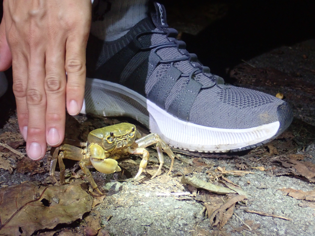 ̒TɏoȃJjBR̒ł̔ɖ̌B 