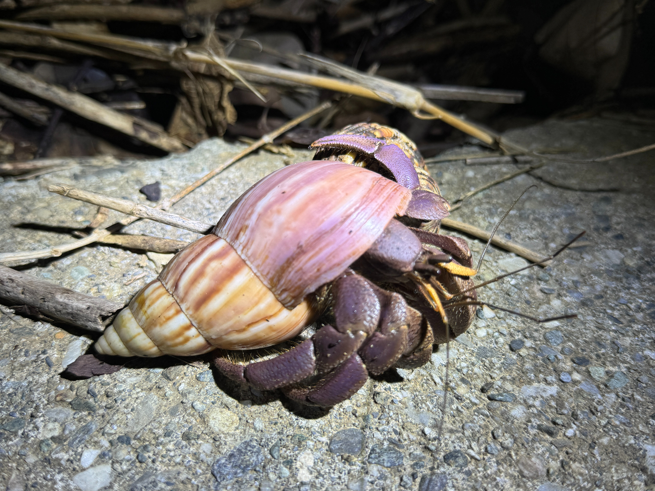 IJhJ̃WOŊI{Ó̖s𔭌B 