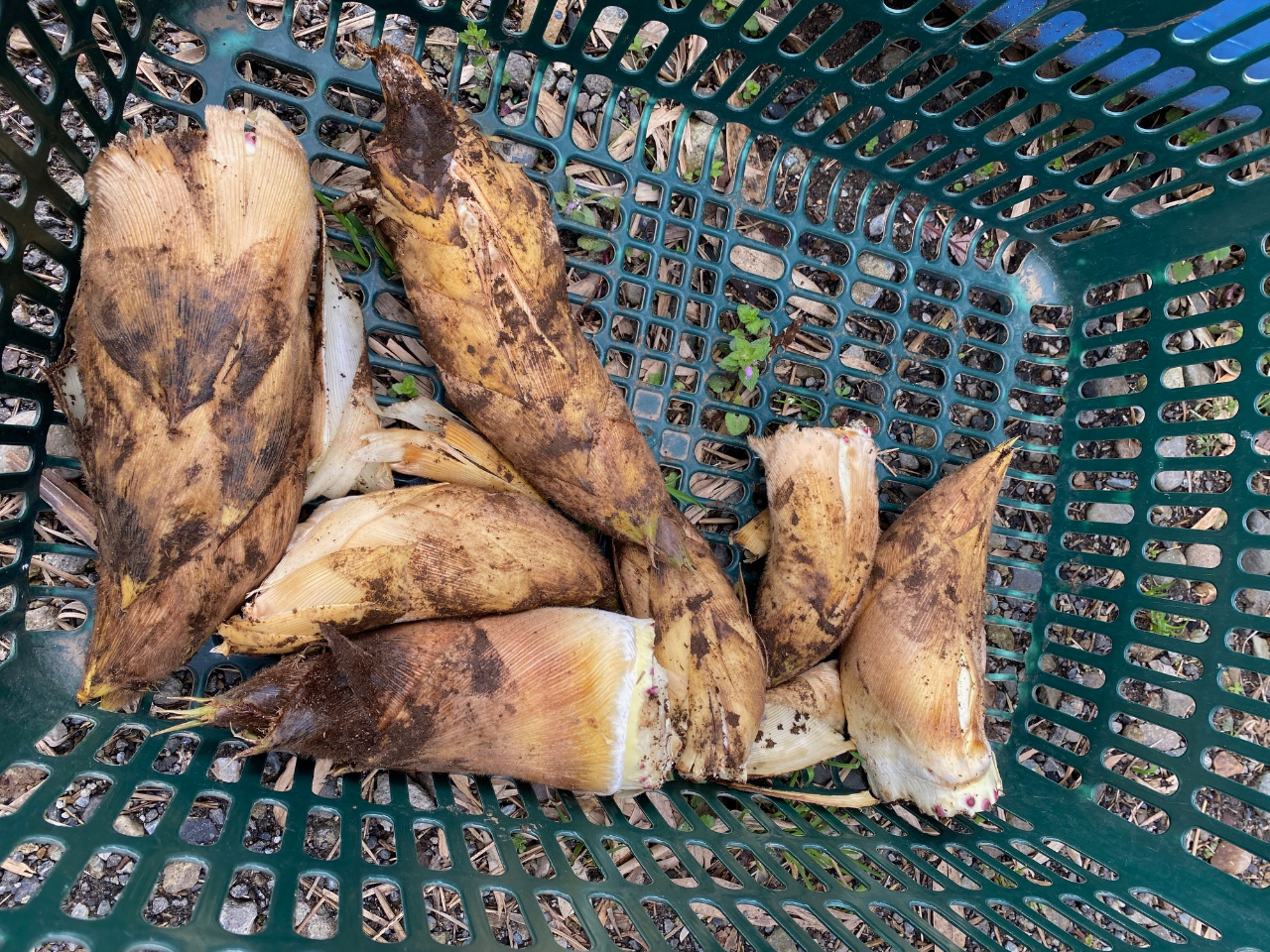 3月・4月平日限定!!【千葉】☆四輪バギー50分間の乗車体験☆タケノコ掘り体験も...