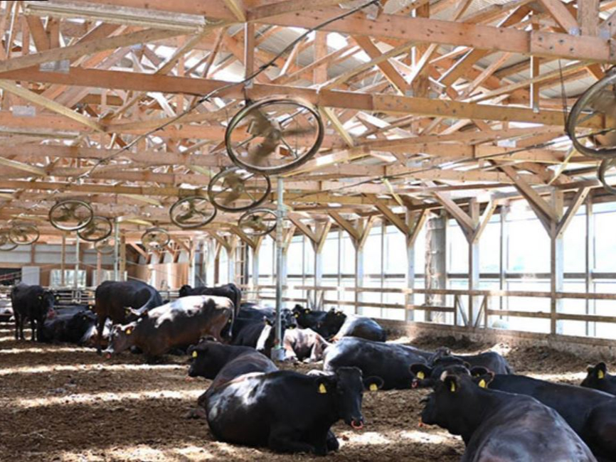 明るい牛舎です♪