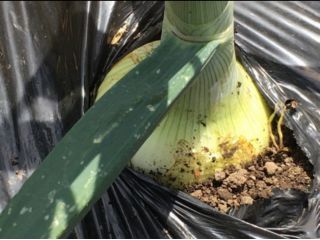 大きいもので500g前後あります。お好きなものをお選びいただけます。