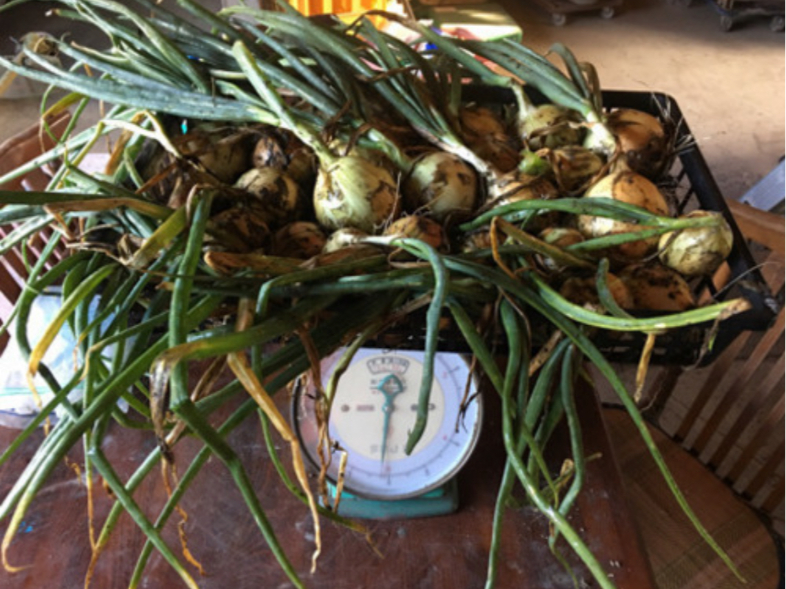 ���̍����J�S��t��6kg�O�゠��܂��B20?25�ʓ���܂��B(250g�[300g)