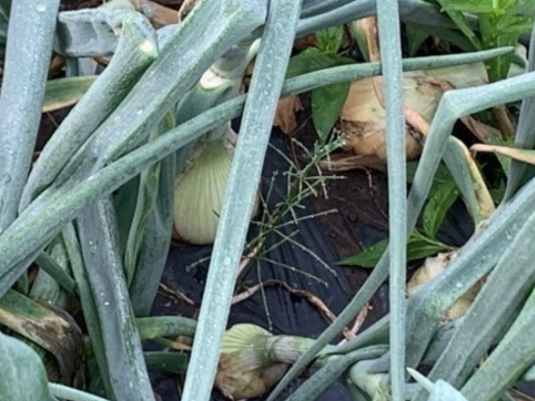 �ʂ˂������낲��Ȃ��Ă܂��B�D���Ȃ��̂�I��Ŏ��n�ł��܂��B