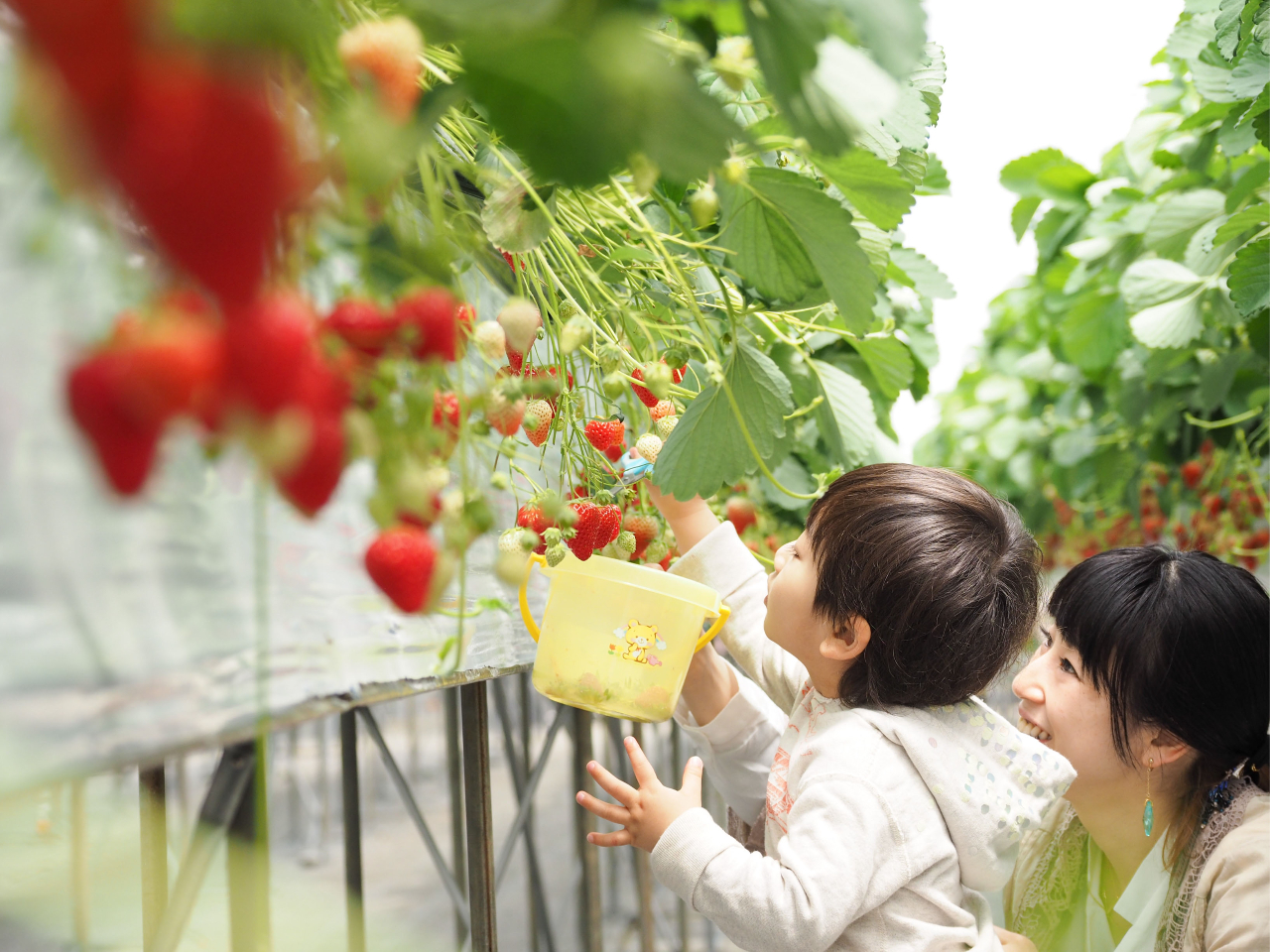 【じゃらんのお得な10日間】【平日朝限定】\贅沢食べ放題♪/阿波市で朝採いちご狩...