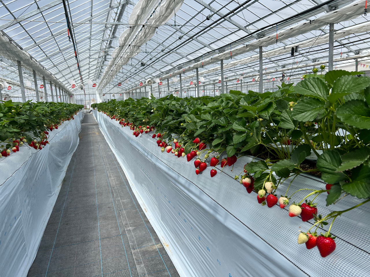 最大11品種・45分食べ放題♪4児の母・双子の妹の農園長が運営する高