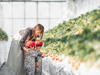 観光農園ならではの完熟いちごをお楽しみ下さい。