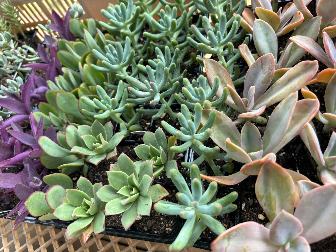 多種類の多肉植物を用意しております。