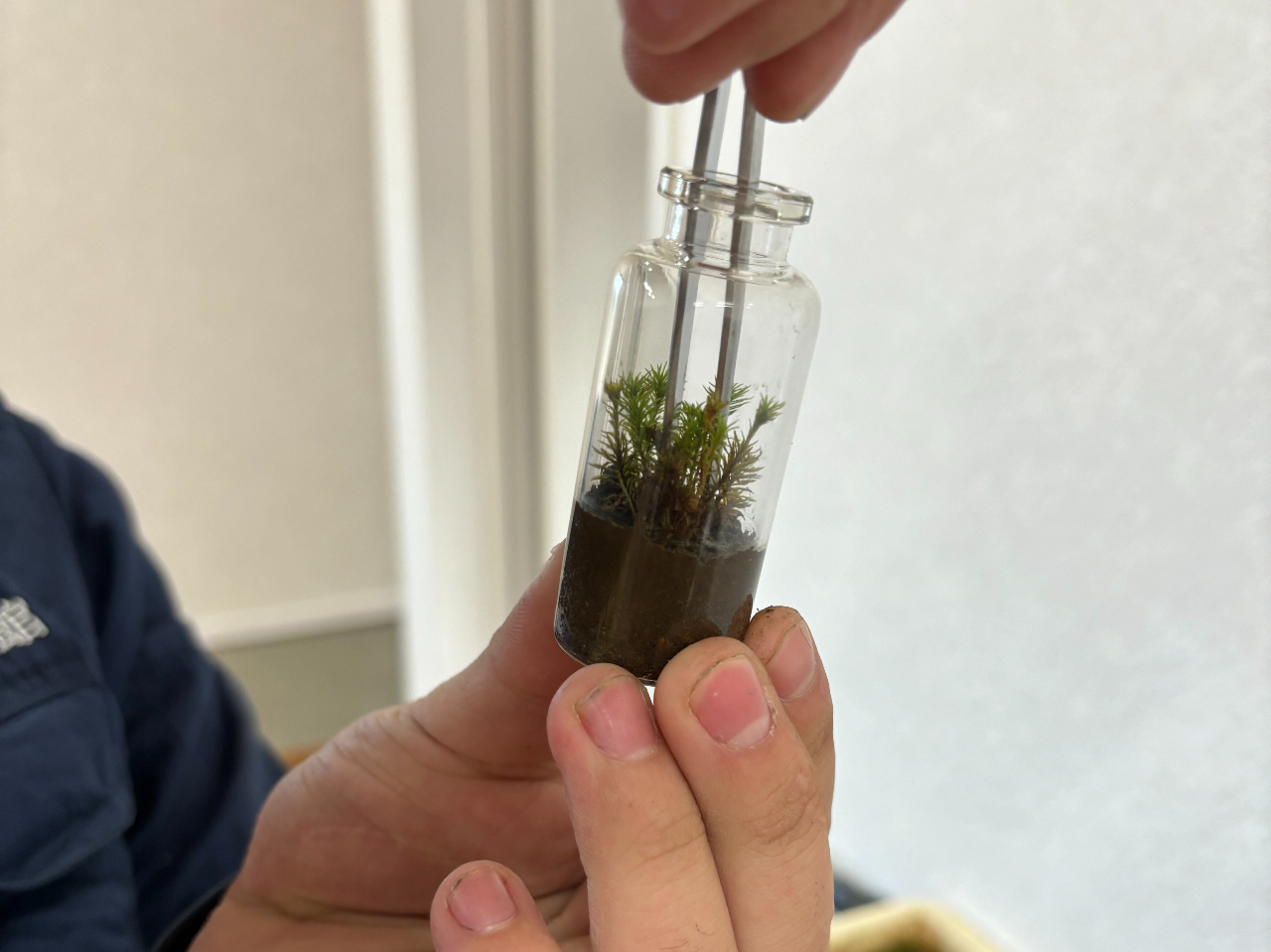 自分だけの「森」をつくろう