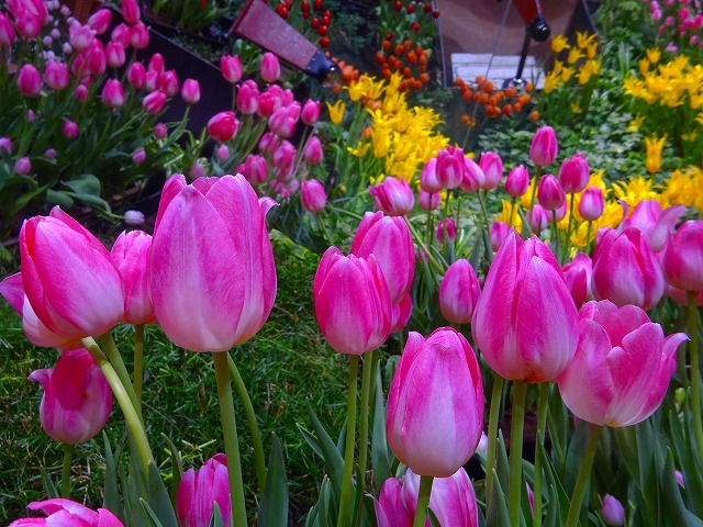 �p���b�g�K�[�f���ł͂T�O�O�O�{�̃`���[���b�v���炢�Ă��܂�