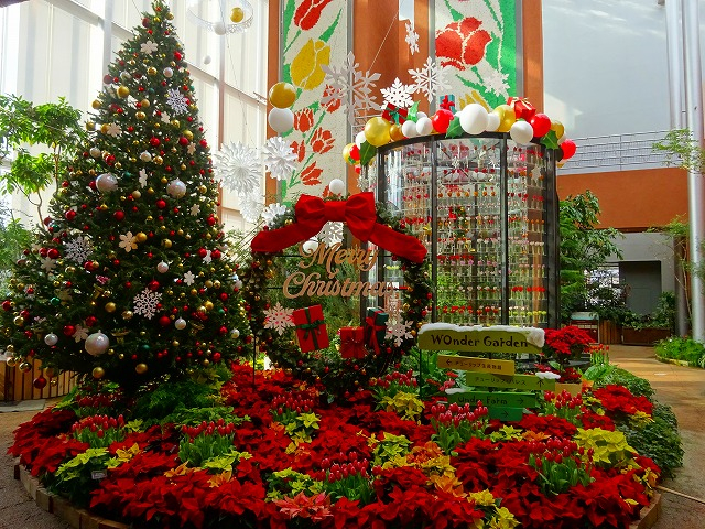 チューリップと一緒にポインセチアを使ったクリスマス装飾の展示を行っています！