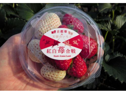 2024年NEWオープン【いちご狩り 40分】奈良の人気品種と白いちごが大